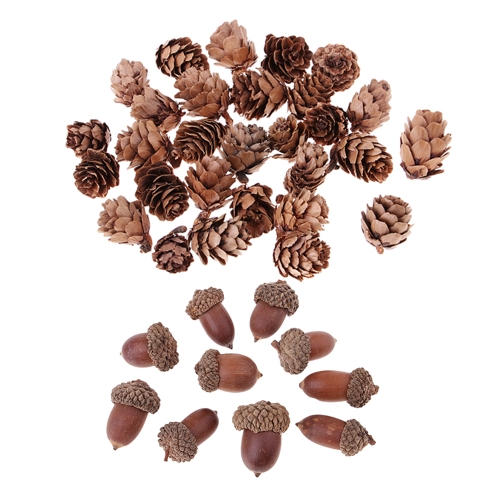 10pcs Real Natural Dried Flowers Acorns for Accents Decoration Ornaments DIY