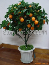 30 /Bag Top Selling High Quality Bonsai Sweet Orange Tree Seeds Organic Fruit Tree Seeds For flower pot planters