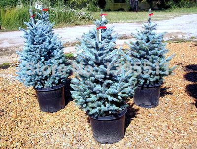 ~!MN_T_ITEM_TITLE_3!~.99 get 10 Colorado sky Blue Spruce seeds bons...