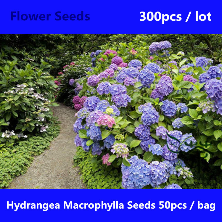  French Hydrangea Flower Seeds, Flowering Plant Bigleaf Hydrangea Seeds
