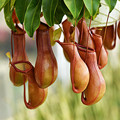 20Pcs pack Pitcher Plant Purpurea Foliage Carnivorous Shades Flower Seeds Home Garden