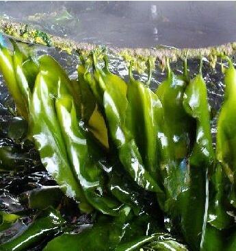 Nature Kelp/ Seaweed 10:1 Extract Fucoxanthin 50g  strong antioxidant free shipping