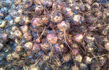 Dried fruit Gold secret Luma Ka Yunnan dry genuine improve sexual health tea 50 Kemah card