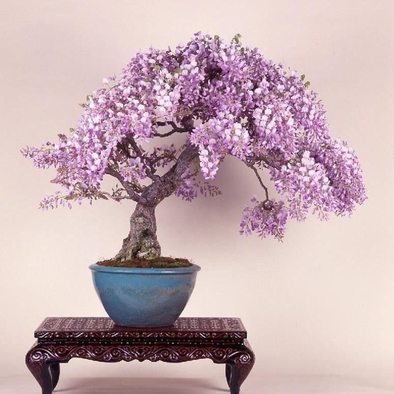 Amazing Pink Bonsai Tree  Learn more here 