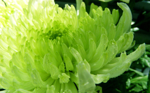 100pcs Brand New Aster Seeds 2015 Charming Chinese Flower Seeds Bonsai Plants for Garden Wholesale Price Free Shipping