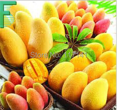 500g natural and organic Mango powder tea,mangopowder,slimming & Whitening tea,Free Shipping