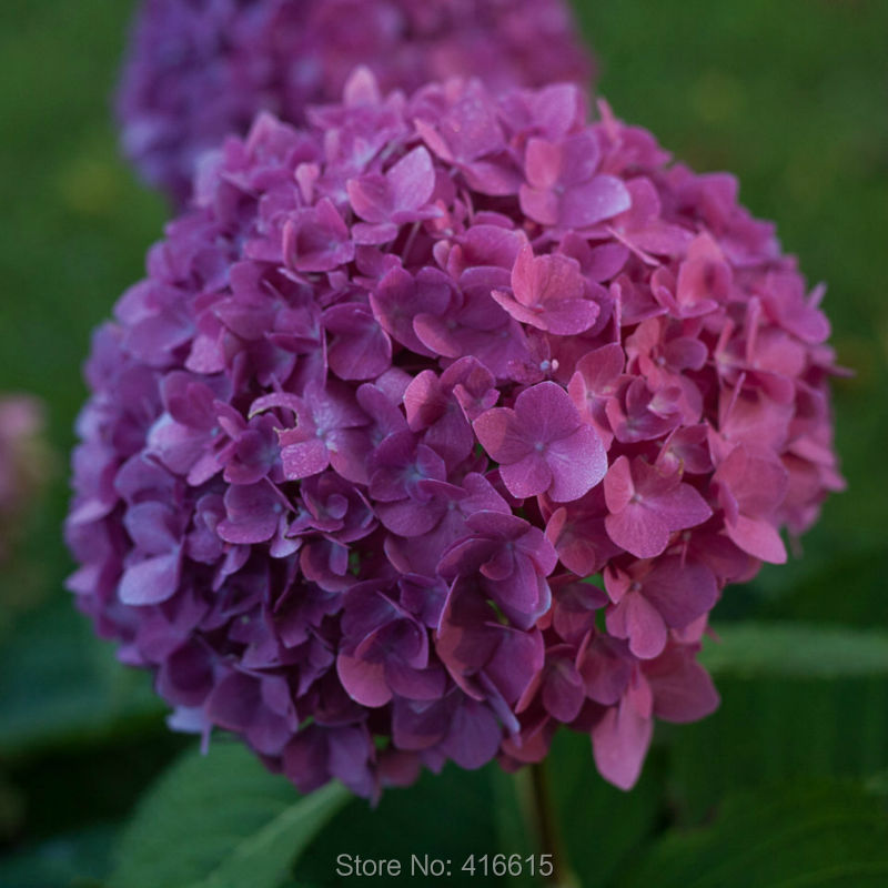 com : Buy Hydrangea Seeds Hydrangea macrophylla Cityline Venice Seeds 