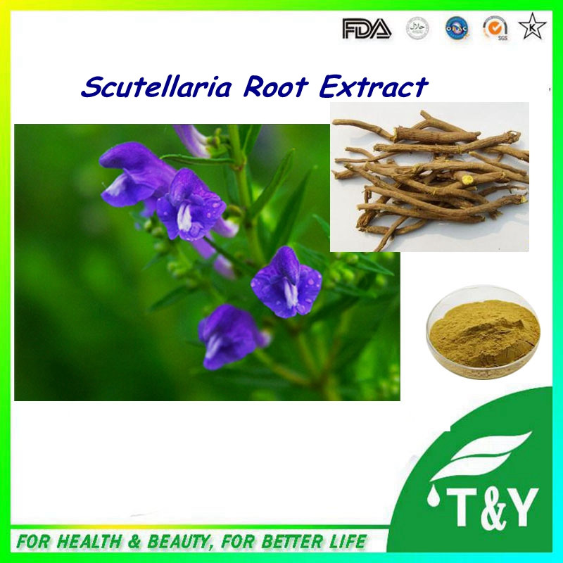 Hot Sale Natural superior-quality 0.3% Baicalin Scutellaria Baicalensis Extract, Scutellaria Extract, 600g/lot