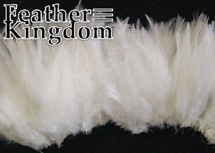 white chicken cock rooster feather