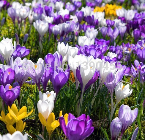  sativus             