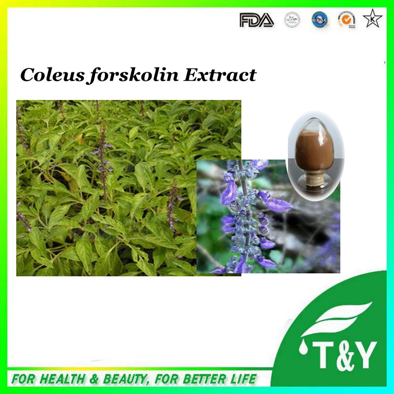 GMP Manufacturer 100% Natural Coleus forskohlii extract with forskolin 600g