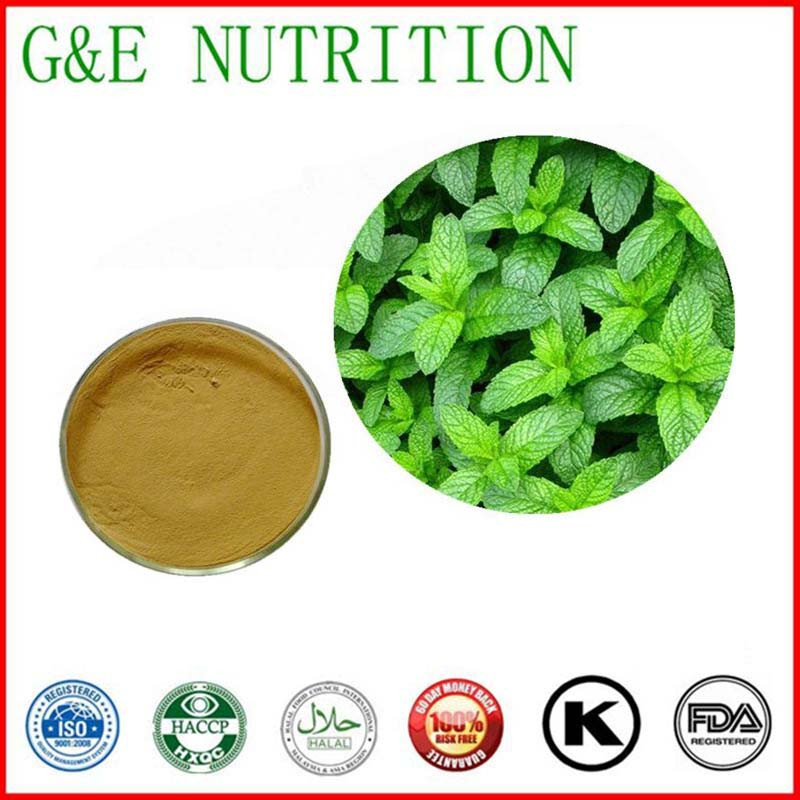 China supply Wild Mint Herb Extract / Best price Wild   Extract powder      10:1  700g