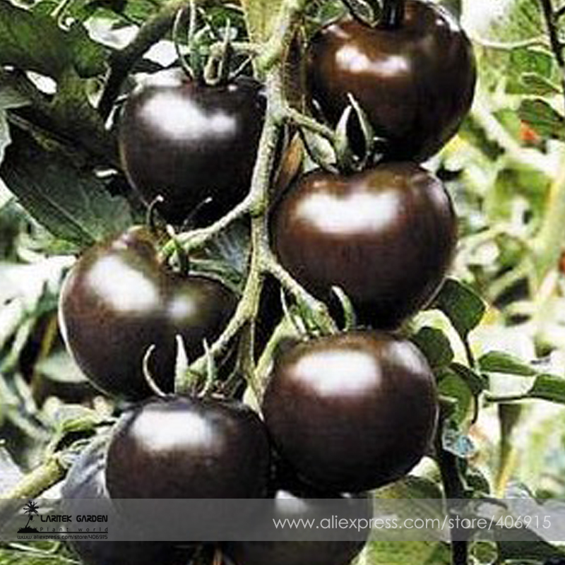 Rare Hybrid Bright Black Tomato Middle-sized Fruit Seeds Edible Vegetables 20 Seeds