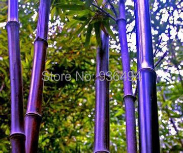 bambus samen pflanzen