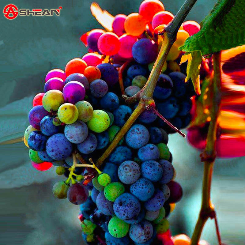 100 Seeds Pack Imported Rainbow Grape Seeds Advanced Fruit Seed Natural