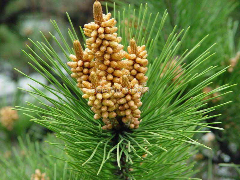 Pine Pollen  Pine Needle Powder  500 pieces