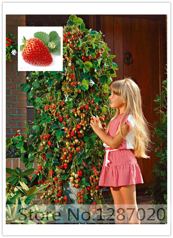 100 climbing tomato tree Seeds and 300 quality climbing strawberry seeds fruit and vegetable seeds buy