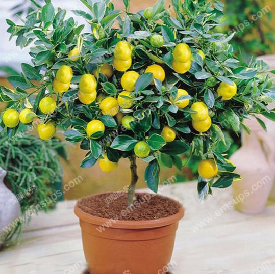 A Package 50 Pcs Citrus limon Tree Seeds Fruit Garden Terrace Seed Orchard Farm Family Potted