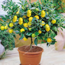 A Package 50 Pcs Citrus limon Tree Seeds Fruit Garden Terrace Seed Orchard Farm Family Potted Bonsai Green Fruit Lemon Seed
