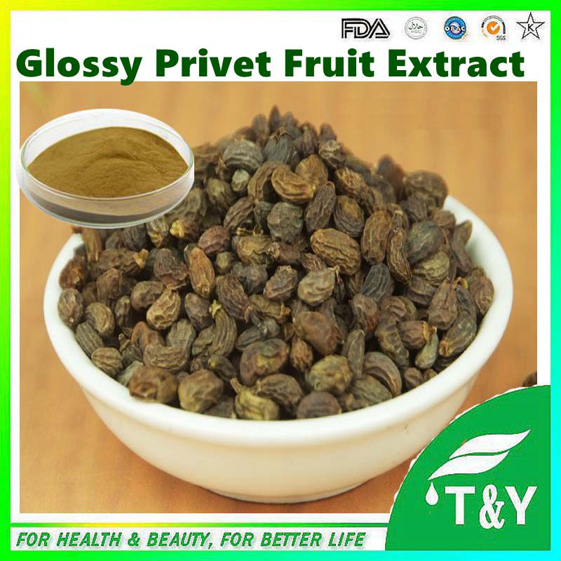 Natural ligustrum lucidum fruit extract / Glossy Privet Fruit Extract
