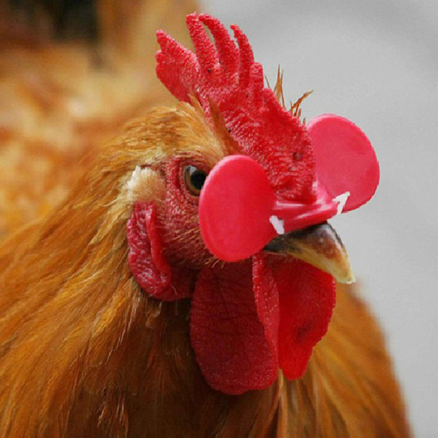 High quality fashion mini red plastic anti peck pheasant chicken rooster eye glasses eyeglasses spectacles goggles