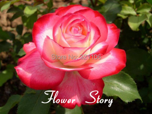 Free Shipping 20 Swept Away Rose Seeds Fire Ice Rose Beautiful DIY Home Garden Flower