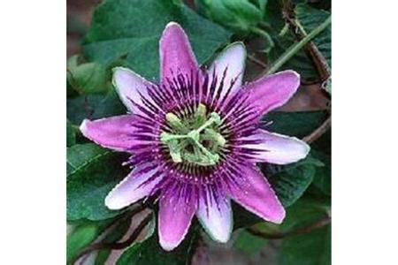 1kg Passiflora extract/passionflower extract 5%