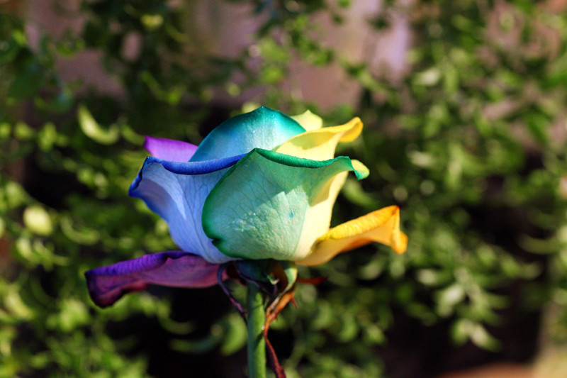 Discount 1 Pack Hot Sale Rainbow Rose Seeds Colorful Rainbow Garden 