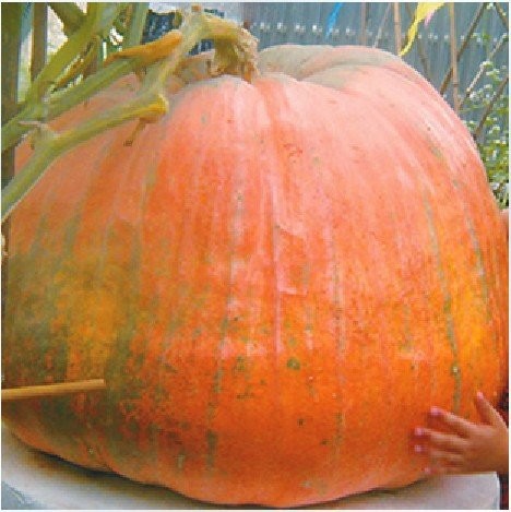 10-ORIGINAL-PACKS-50-SEEDS-YELLOW-GIANT-PUMPKIN-EDIBLE-ALSO-BEING-A-MATERIAL-FOR-SMALL-SHIPBUILDING