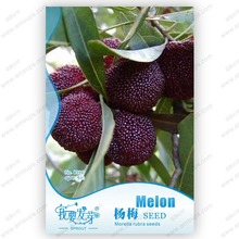 Original packaging myrica rubra seeds red bayberry seeds perennial arbutus taste sweet fruit tree seeds – 5 pcs