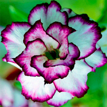 Desert Rose Seeds White and Purple Side Garden Home Bonsai Balcony Flower Adenium Obesum Seeds