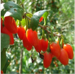 Fire Goji Berry Lycium Chinense Barbabarum Wolfberry Garden Plant Seeds 10pcs lot RS22
