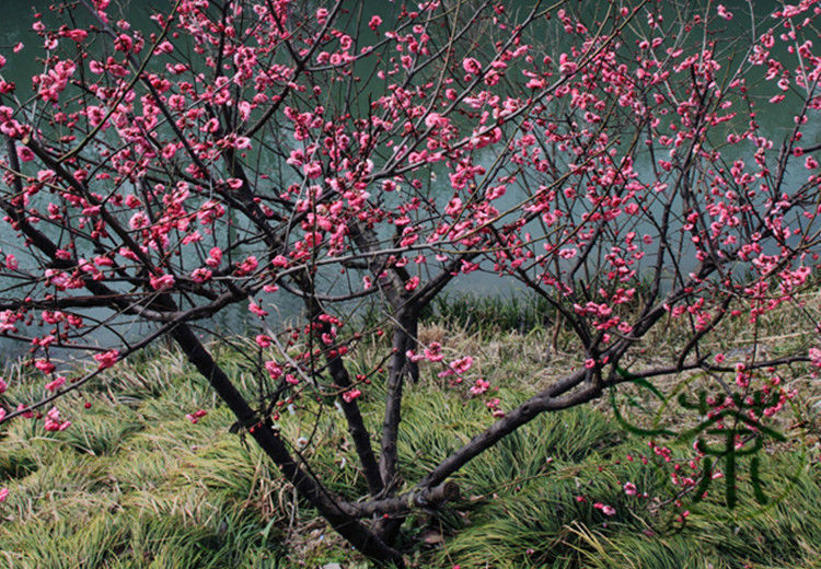 2019 deciduous tree armeniaca mume seeds meihua chinese plum tree seeds, ornamental ...