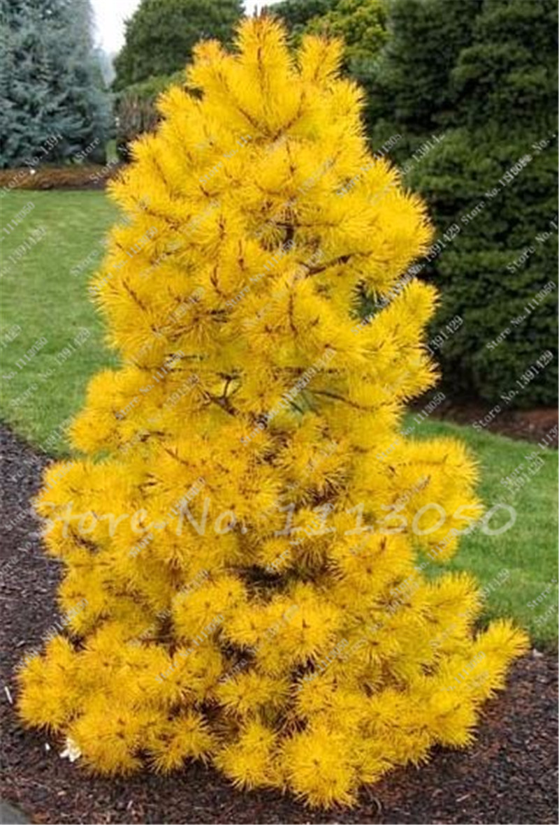 yellow pine single asian girls Tree names and botanical listings e globulus use eucalypt as the common name for a tree or single species of tree within the yellow pine -- (see. yellow pine single asian girls Tree names and botanical listings e globulus use eucalypt as the common name for a tree or single species of tree within the yellow pine -- (see.