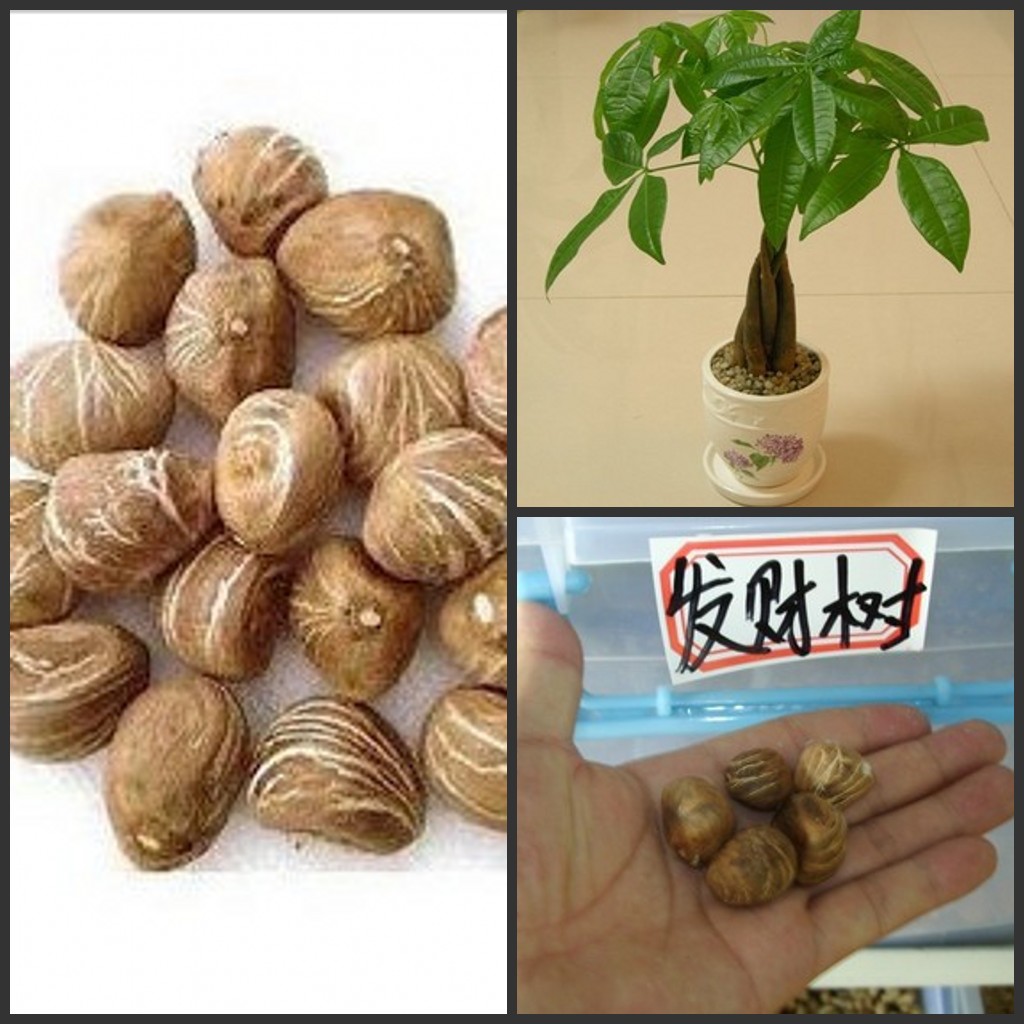1 seeds / pack  pachira         