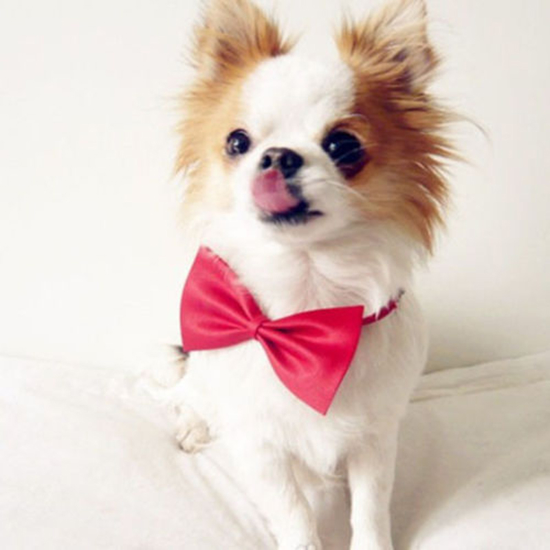 Sugar Color New Fashion Cute Pet Bowknot Tie Bow Necktie Collar Pet Clothing Dog Cat Puppy  Free Shipping