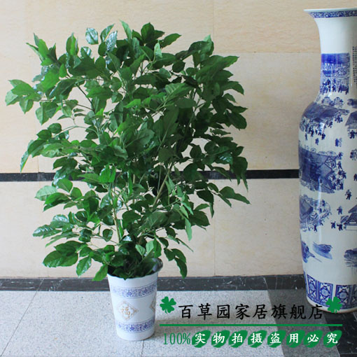 Happy tree green tree artificial tree French flowers large plants bonsai