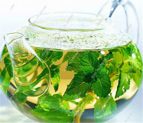 Online Buy Wholesale green tea plants for sale from China