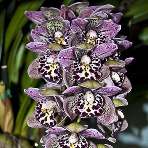 Unique Purple Spots Cymbidium Faberi Decorative Balcony Bonsai Plants Color Orchid Flower Seeds 100 PCS
