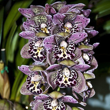 Unique Color Chinese Cymbidium Orchid Flower Seeds Decorative Balcony Plants – 100 PCS