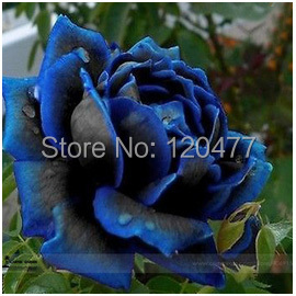 Free Shipping 50 Seeds China Rare dark blue Rose Flower