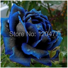 Free Shipping 200 Seeds China Rare dark blue Rose Flower