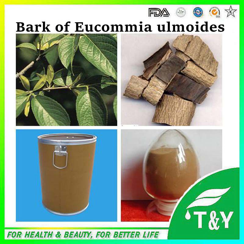 GMP Certificated high quality 100% natural eucommia ulmoides extract
