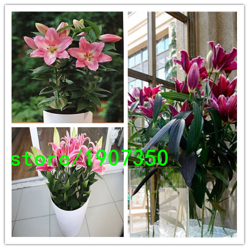 Calla lily cafe coupons