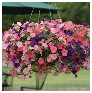free shipping Flower seeds plant hanging petunia seeds balcony 200 pcs