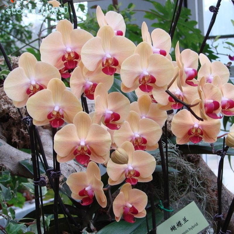 Phalaenopsis 100%