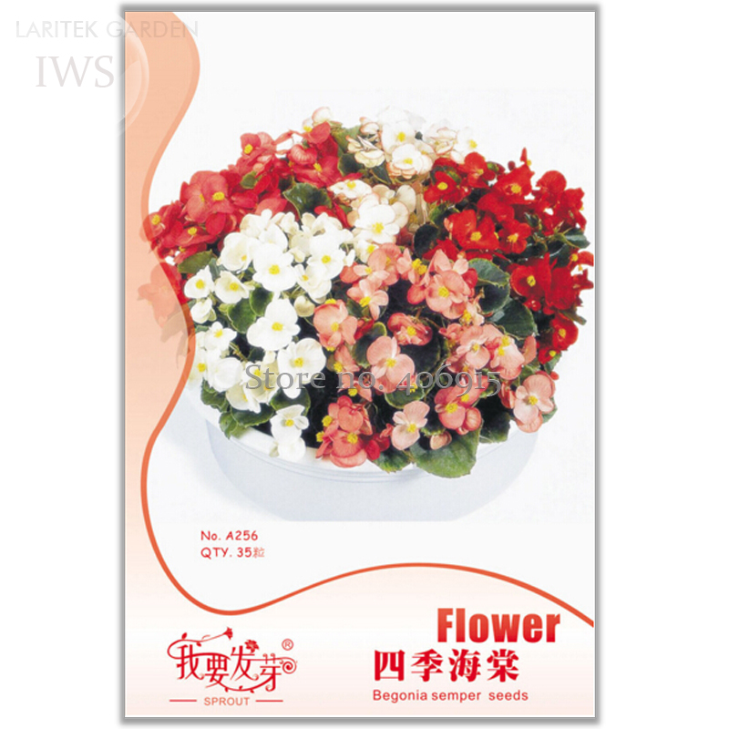 Begonia Seeds Potted Mix Colors Begonia Semperflorens, Original pack, 35 Seeds, ornamental flower seeds IWSA256