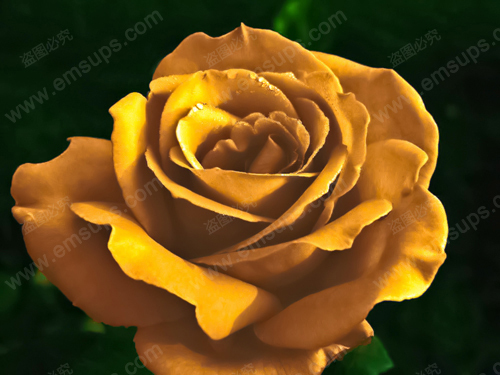Bonsai Flower Rose Seeds 150 PCS Really Rare Golden Rose Natural Growth Beautiful and Moving Home