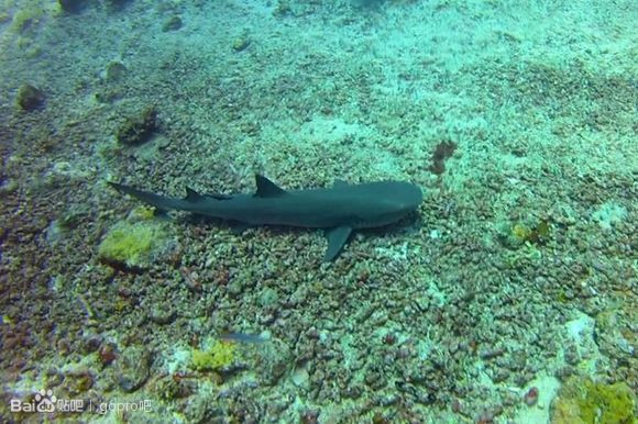 TB2U0R1aVXXXXaCXpXXXXXXXXXX_!!1056585706[1]