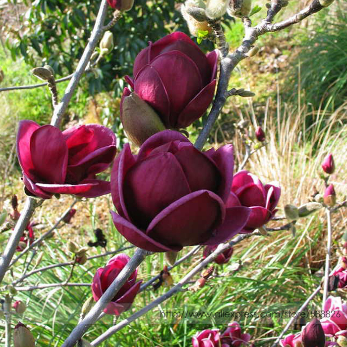 magnolia tree seeds plant images magnolia tree seeds plant images